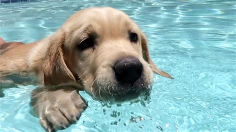 Golden Retriever Puppy Learns To Swim Youtube