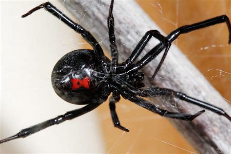 Img5063 Black Widow Spider Female Latrodectus Mactans Joseph
