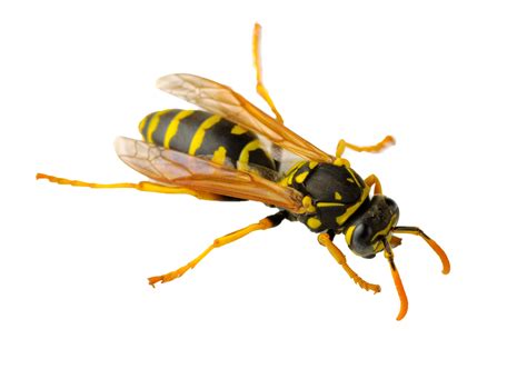 Wasp Png Transparent Image Download Size 3000x2106px