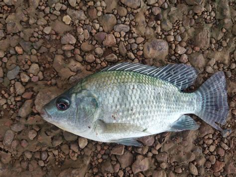Tilapia How An Invasive Fish Came To Dominate Our Ecology And Food