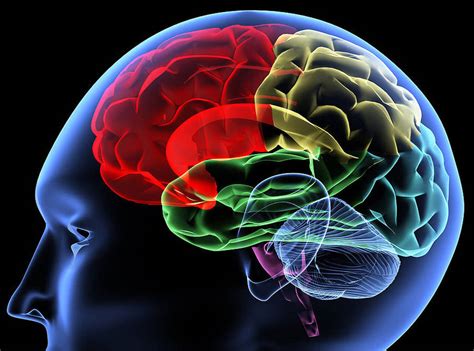 Las Emociones Que Procesa El Cerebro Influyen Al Tomar Decisiones