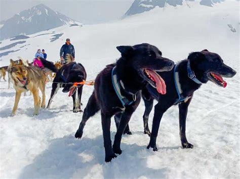 Dog Sled Adventure Tour Winter Snowhook Adventure Guides Of Alaska