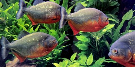 34 Facts About Red Bellied Piranhas 2024
