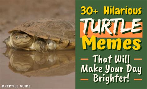 Hilarious Turtle Memes That Will Make Your Day Brighter