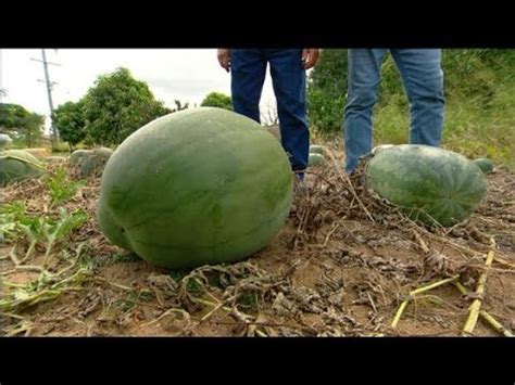 By 18man 1 year ago 575 views. Better Homes and Gardens - Gardening: Mr big vegies, Ep 41 ...