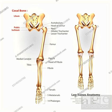Human Anatomy Leg Bones Vector Illustration Stock Vector Vector And