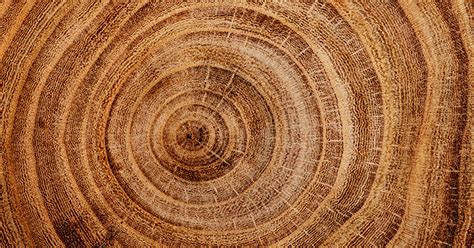 Using reclaimed wood for these projects gives it a look that can't be replicated using any other before using reclaimed wood for your next project, there are steps that you should take to ensure the. How to Select the Perfect Wood Species | Nydree Flooring