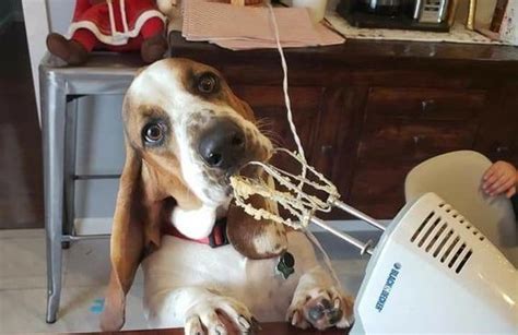 14 Hilarious Basset Hound Pics You Wont Forget Petpress