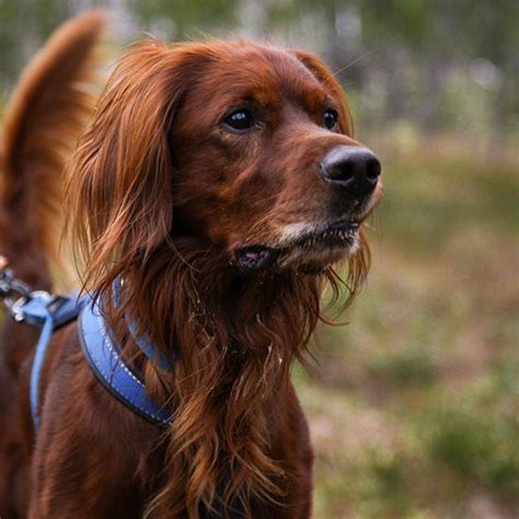 14 Cool Facts About Irish Setters | Page 3 of 3 | PetPress