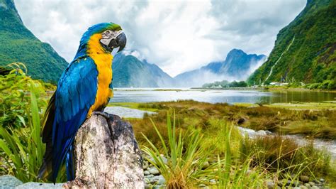 Bird Mountains Parrots Sky Animal Lake Hd Wallpaper