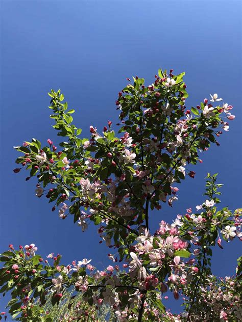 Sargent Crabapple 🌸 🌳 A Delightful Ornamental Landscaping Tree