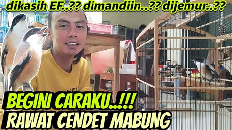 Hanya Begini Saja Caraku Merawat Cendet Mabung Ngorak Ganti Bulu