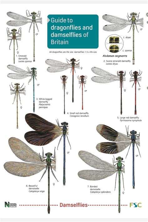 Fsc Dragonflies Guide Features Adults Of 28 Dragonfly Species And 16