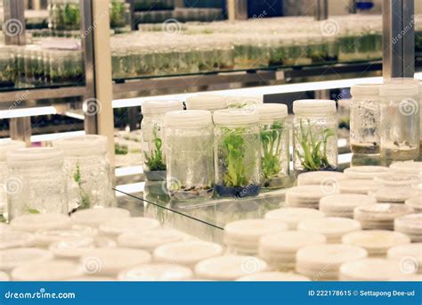 Plant Tissue Culture Collection Shelves In Tissue Culture Room Science