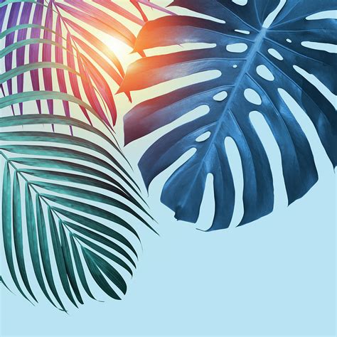 Monstera Deliciosa And Yellow Palm Tropical Leaves On Blue Backg