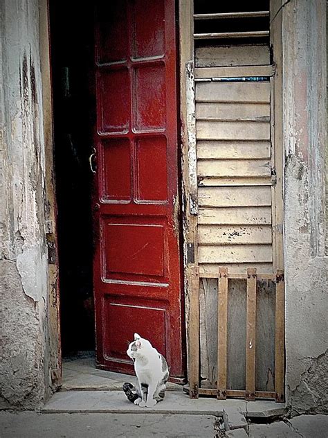 cat at red door photograph by toni abdnour fine art america