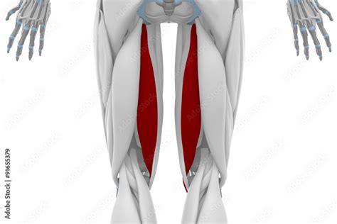 Semitendinosus Muscles Anatomy Map Stock Illustration Adobe Stock
