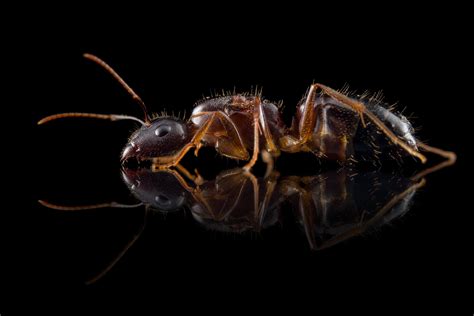 Camponotus Albosparsus Ants Invasion