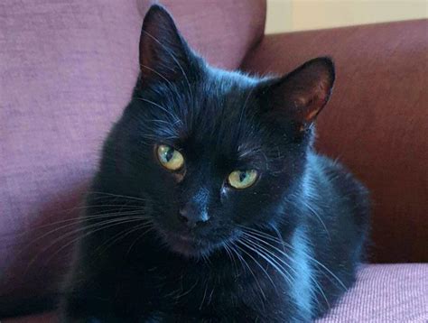 Shropshire Cat Rescue Issue An Appeal To Find A Home For Belle Shropshire Star