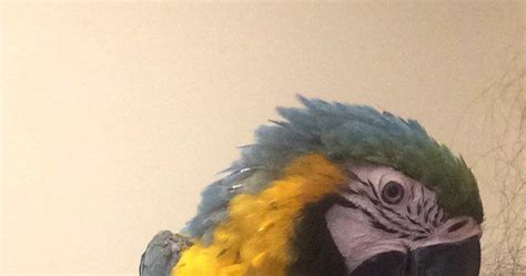 Parrots And Exotic Birds For Sale Excellent Blue And Gold Macaws Ready