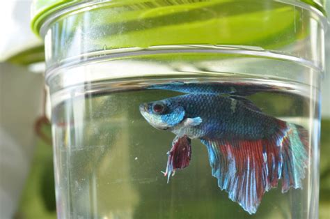 Maybe you would like to learn more about one of these? Tips Merawat Ikan Cupang Biar Panjang Umur dan Cantik ...