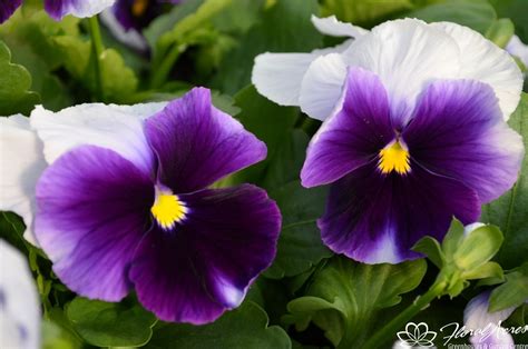 Pansy Matrix Beaconsfield Floral Acres
