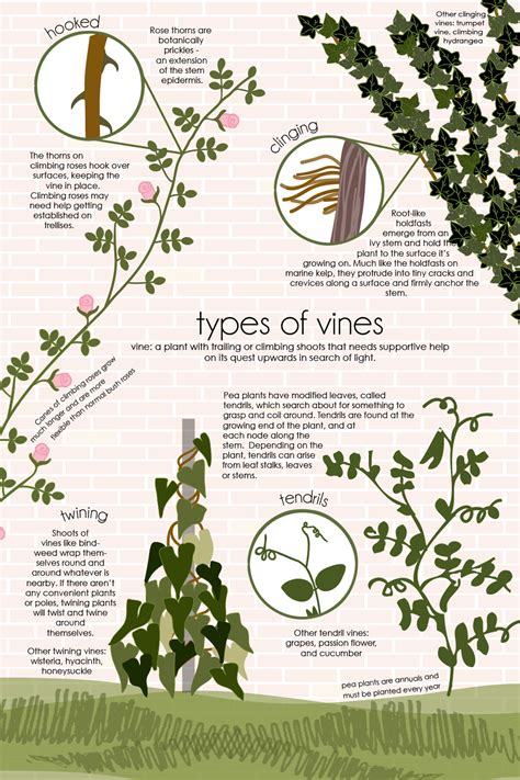 Different Types Of Vines Rcoolguides