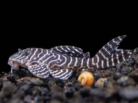 L333 King Tiger Pleco Hypancistrus Sp Tank Bred