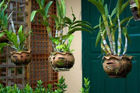 15 Best Indoor Hanging Plants For Low Light And Shade