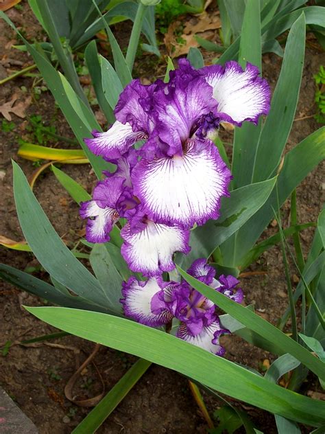Samplings From Spring Creek Iris The State Flower Of Tennessee