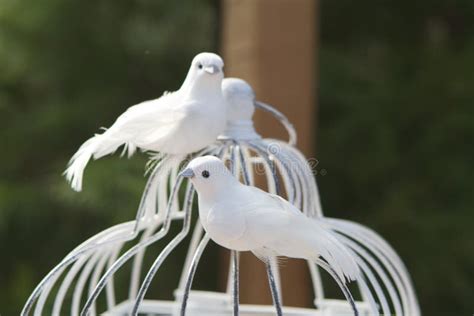 Love Doves Stock Photo Image Of Peace Feminine Peaceful 50877448