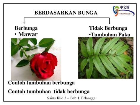 Pokok tak berbunga these pictures of this page are about:tumbuhan berbunga. Contoh Tumbuhan Tidak Berbunga - Mosaicone