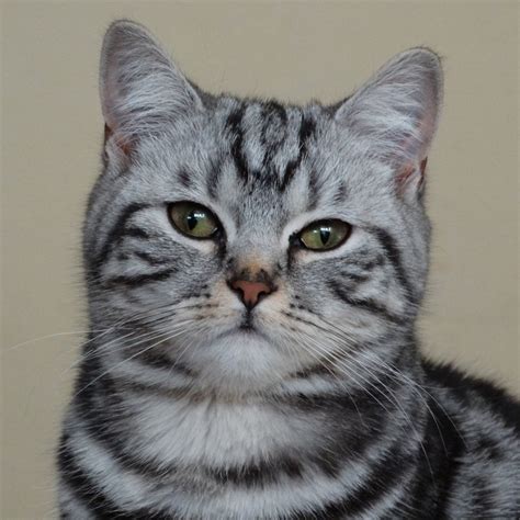 American Shorthair Chats Anipassion