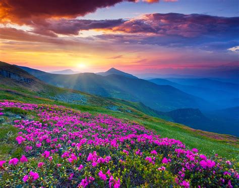 Wallpaper Mountain Flower Extreme Beauty Of Nature