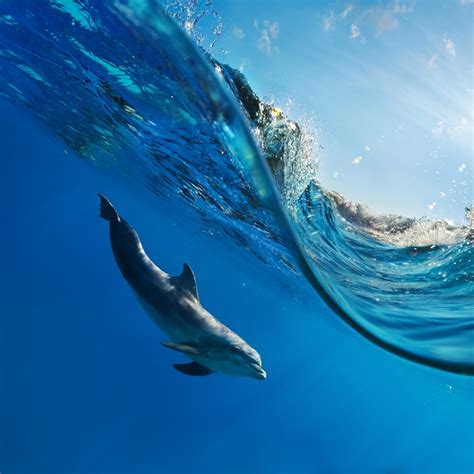 Swimming With Dolphins In Hawaii Anyone Paradise In