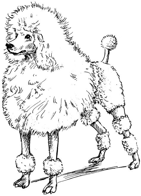 Poodle Puppy Coloring Pages Poodle For Embroidery Dog Coloring
