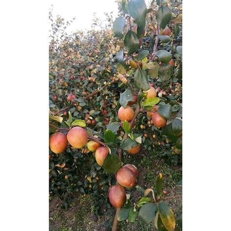 Well Watered Kashmiri Red Apple Ber Plants For Garden At Rs 40piece In Bagalkot