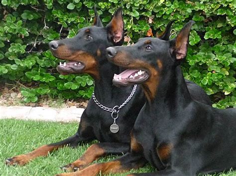 Aren't these a good looking group of dobie pups? European Legacy Dobermans - picture gallery of our doberman pinscher female puppy