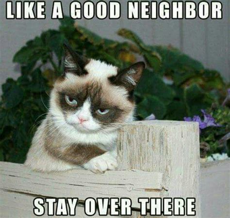 Grumpy Cat Memes Funny Disney