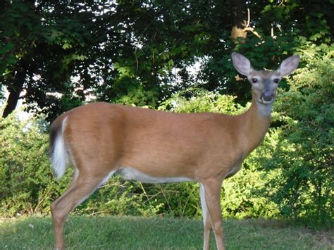 Whitetail Deer Extreme Closeup Of A Whitetail Deer Doug Kerr Flickr