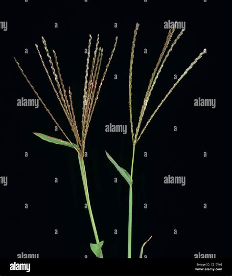 Large Crabgrass Digitaria Sanguinalis Inflorescences Stock Photo Alamy