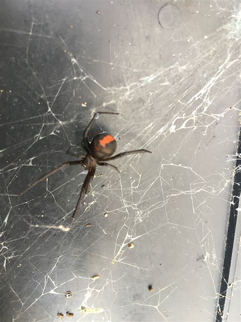 Redback Spiderpest Control Melbourne Right Pest Control