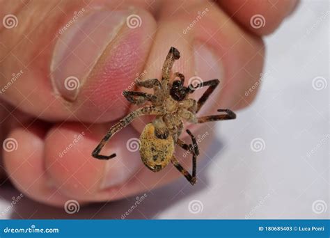 Spider Between 2 Fingers Stock Image Image Of Isolated 180685403