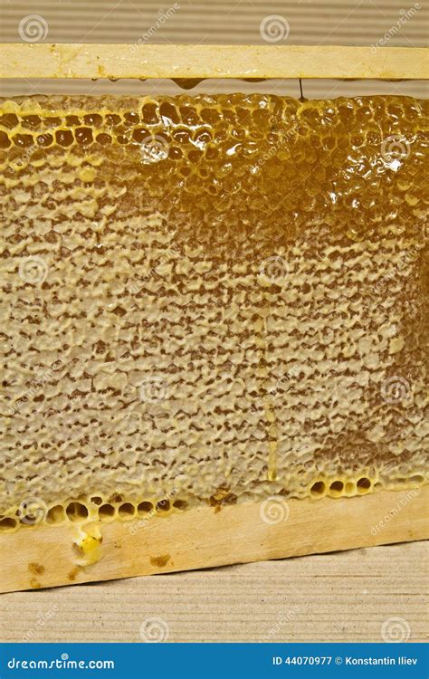 Waxed Honeycomb With Honey Stock Image Image Of Eating 44070977