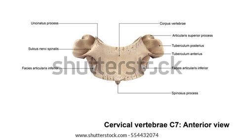Cervical Vertebrae C7 Anterior View 3d Stock Illustration 554432074