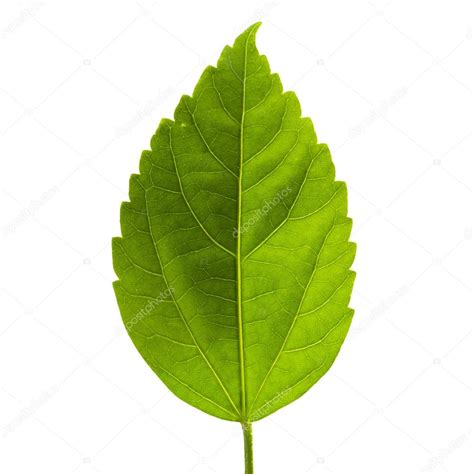 Green Leaf — Stock Photo © Somchaij 61747611