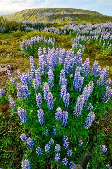 Typical Icelandic Landscape With Field Of Blooming Lupine Flowers