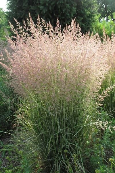 Buy Karl Foerster Feather Reed Grass Free Shipping 3 Gallon Size
