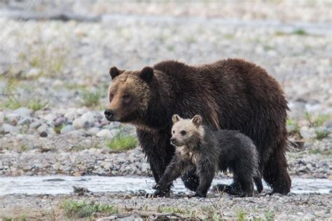 Cub Of Grizzly 399 Killed By Car In Grand Teton National Park