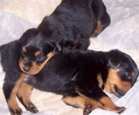 Find rottweiler puppies for sale and dogs for adoption. Gorgeous Rottweiler Puppies For Sale | Grimsby ...